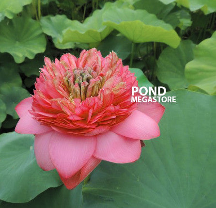 Buy Medium Height Lotus Varieties