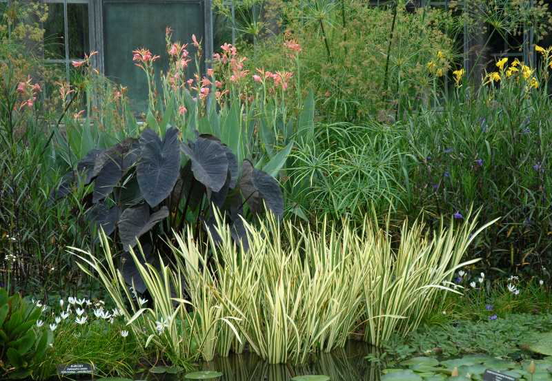 Pond Plants: Midlevel shelf plants 4-12 inches deep.