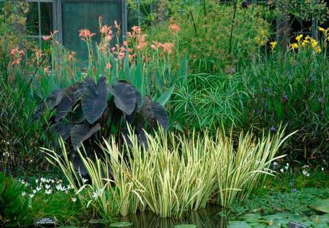 Midlevel pond plants 4-12 inches deep.
