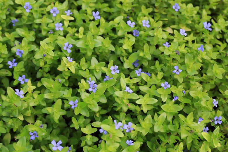 Blue Jenny! (Lemon Bacopa) <br> Blooms all summer if above water! Of - Pond Megastore