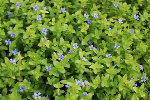 Blue Jenny! (Lemon Bacopa) <br> Blooms all summer if above water!