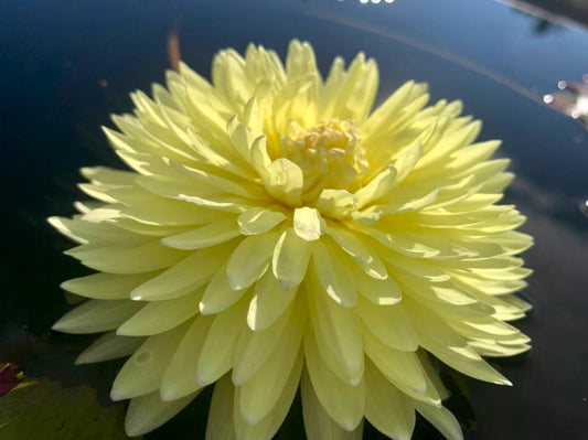 Yellow Pom Pom Annual Water Lily - Pond Megastore