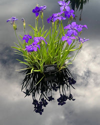Royal Cartwheel Iris (Iris laevigata 'Royal Cartwheel') – Hardy Blue & White Water Iris for Ponds