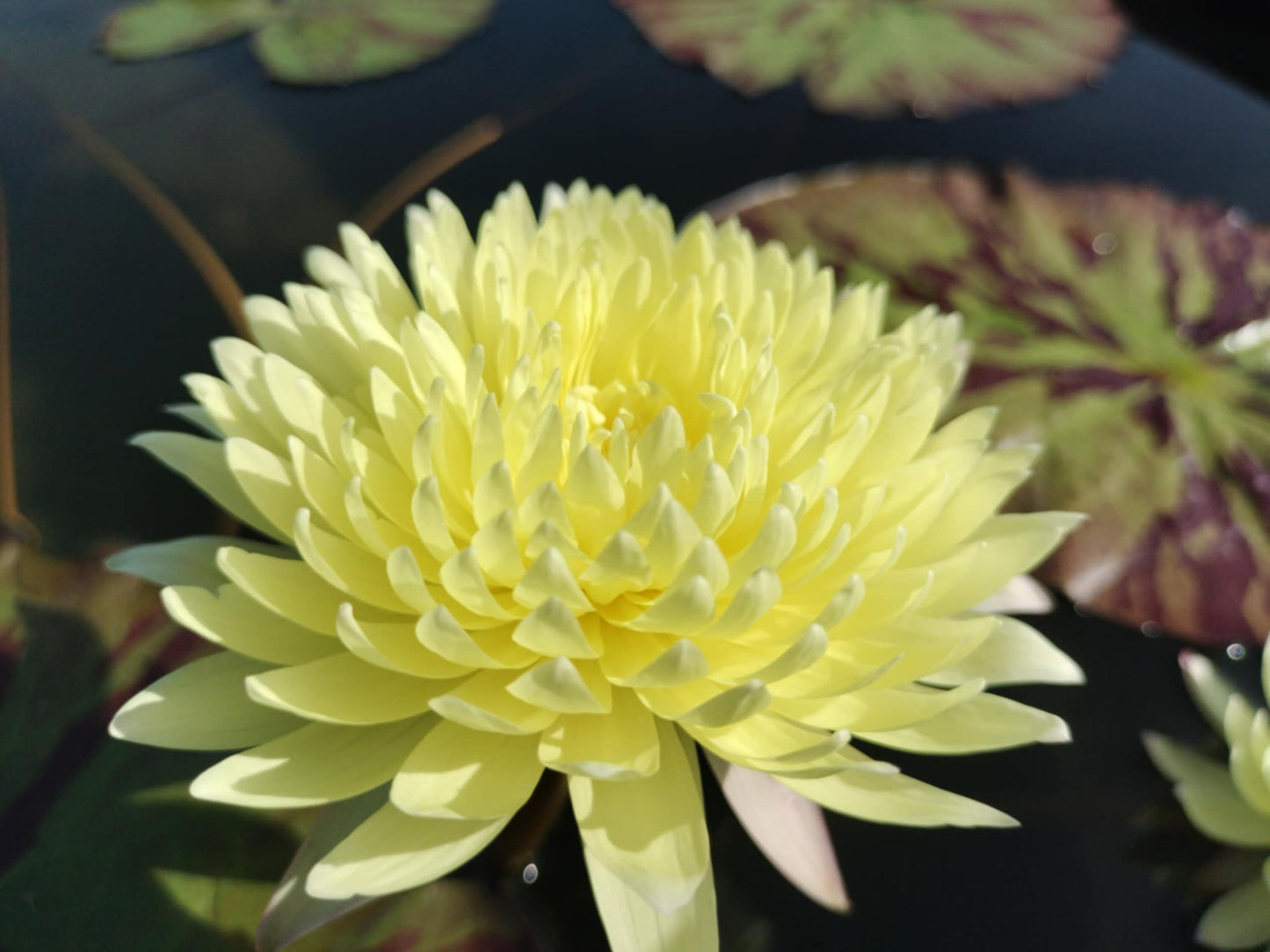 Yellow Pom Pom Annual Water Lily - Pond Megastore