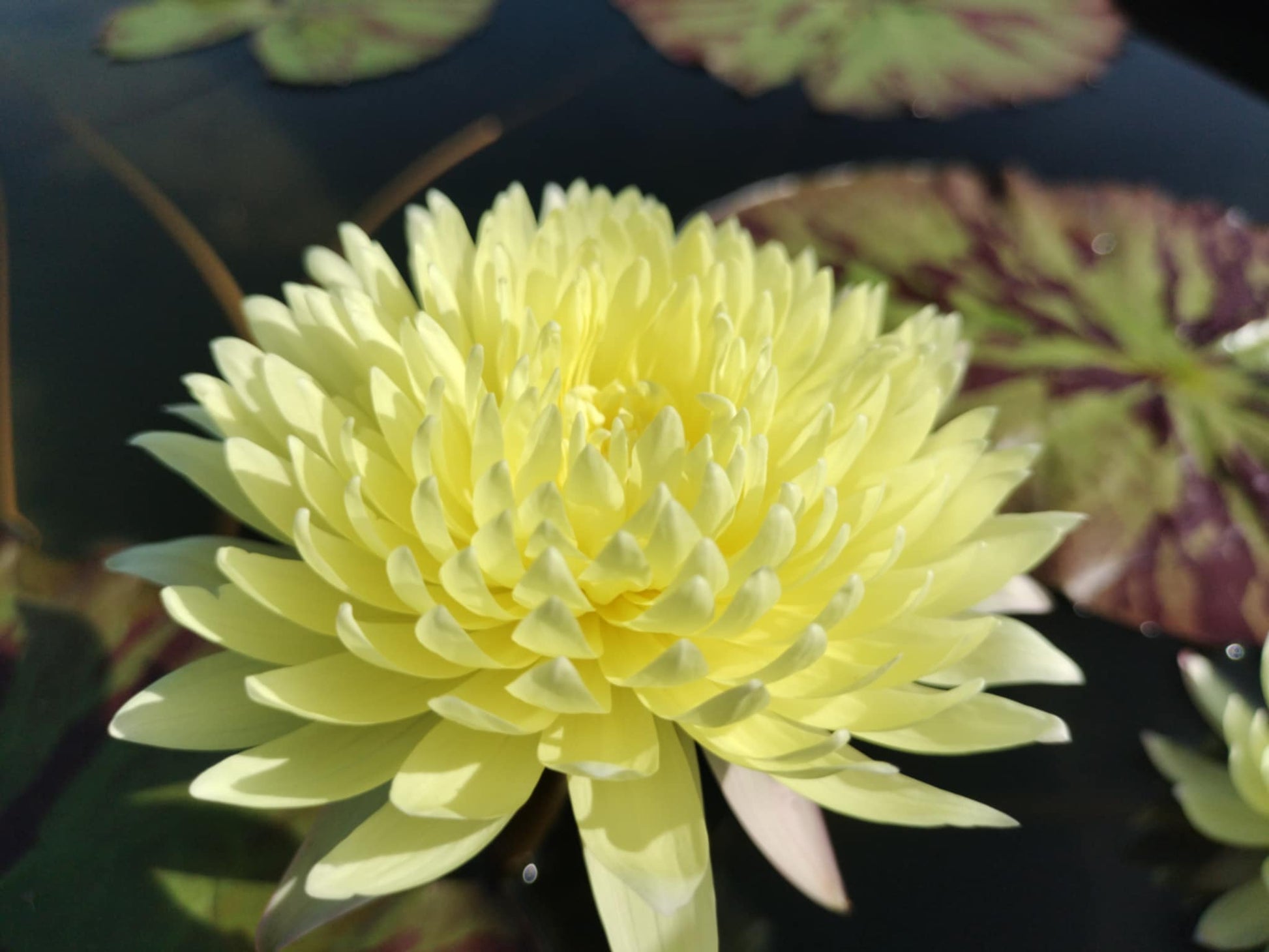 Yellow Pom Pom Annual Water Lily - Pond Megastore