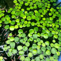 Amazon Frogbit (Smaller than common Frogbit) - Pond Megastore