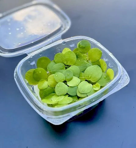 Amazon Frogbit (Smaller than common Frogbit) - Pond Megastore