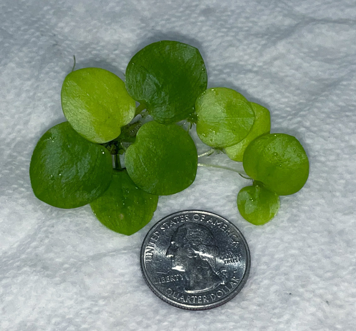 Amazon Frogbit (Smaller than common Frogbit) - Pond Megastore