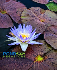 stina スティナ Water lily ultramarine blue stina / type Y neck ribbon / Water lily ultramarine blue