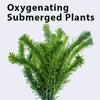 Anacharis (elodea densa)