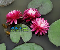 Anantachai  Hardy Water Lily - Pond Megastore