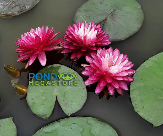Anantachai  Hardy Water Lily - Pond Megastore