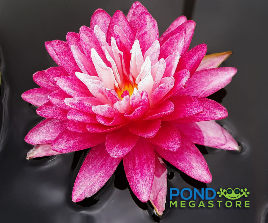 Anantachai  Hardy Water Lily - Pond Megastore