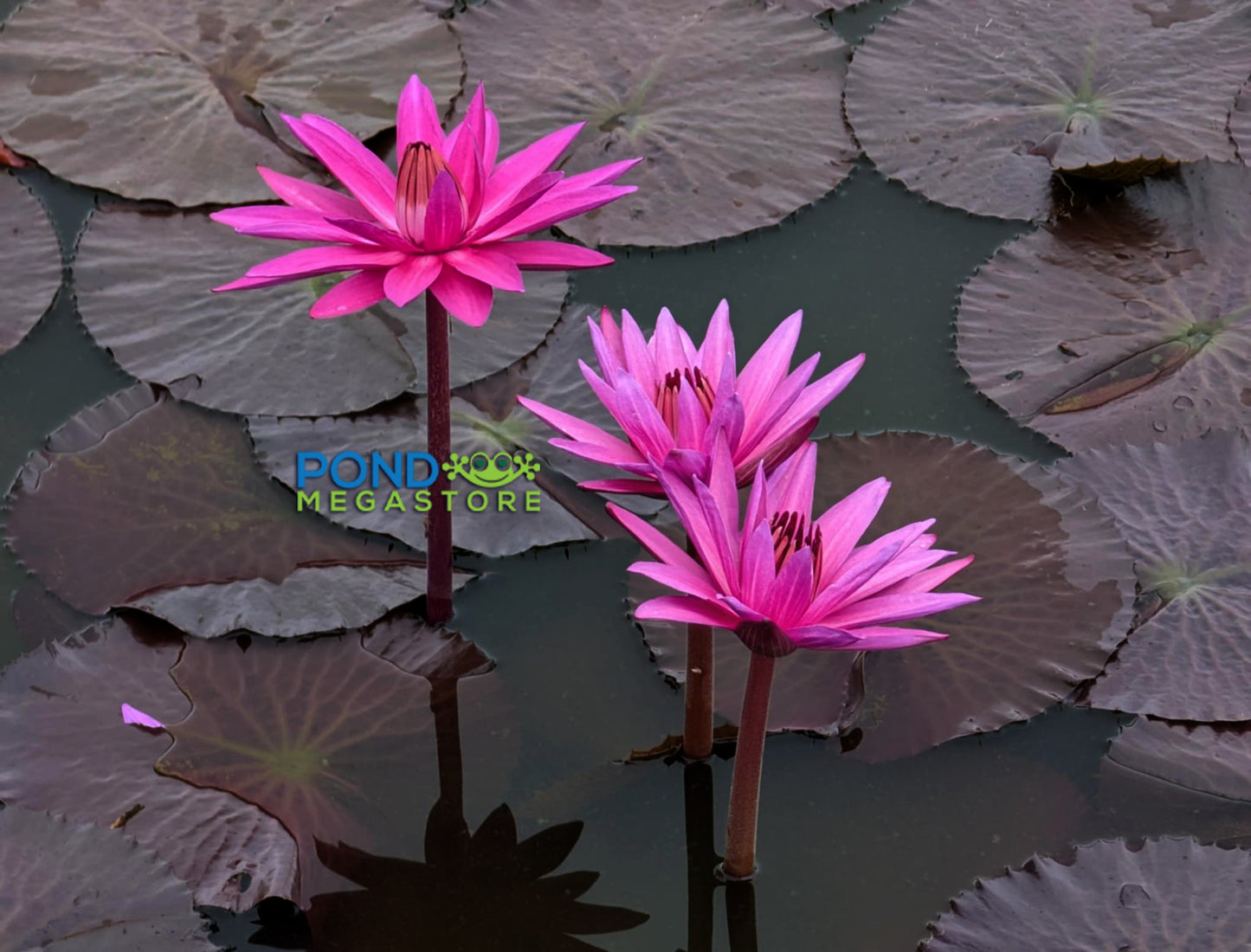 Aonubon Annual Night Blooming Water Lily - Pond Megastore