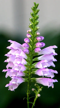 Aquatic Snapdragons 'Pink Boquet' <br> (Physostegia) - Pond Megastore