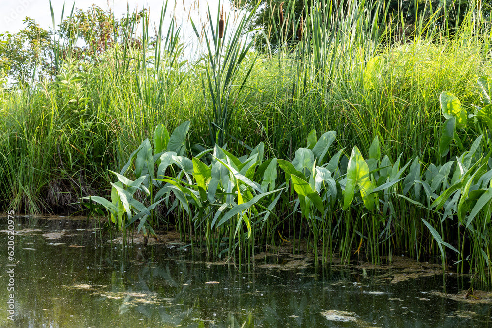 Arrowhead (Native Sagittaria Latifolia ) <br>Also known as Duck Potato / Katniss  <br> THIS SHIPS IN SPRING & SUMMER - Pond Megastore