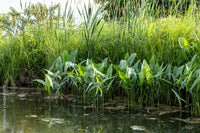 Arrowhead (Native Sagittaria Latifolia ) <br>Also known as Duck Potato / Katniss  <br> THIS SHIPS IN SPRING & SUMMER - Pond Megastore
