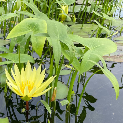 Arrowhead (Native Sagittaria Latifolia ) <br>Also known as Duck Potato / Katniss  <br> THIS SHIPS IN SPRING & SUMMER