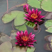 Grower Choice  Hardy Water Lilies - Pond Megastore
