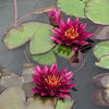 Grower Choice Hardy Waterlily Collection <br> Huge Savings on Excellent Varieites