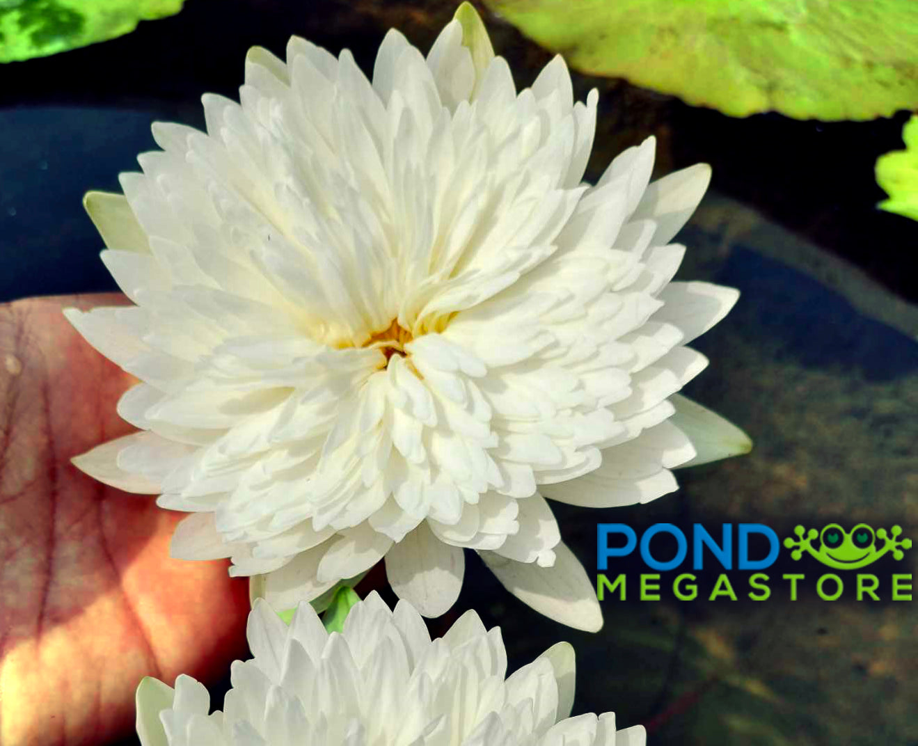 Autumn Snow Annual Water Lily - Pond Megastore