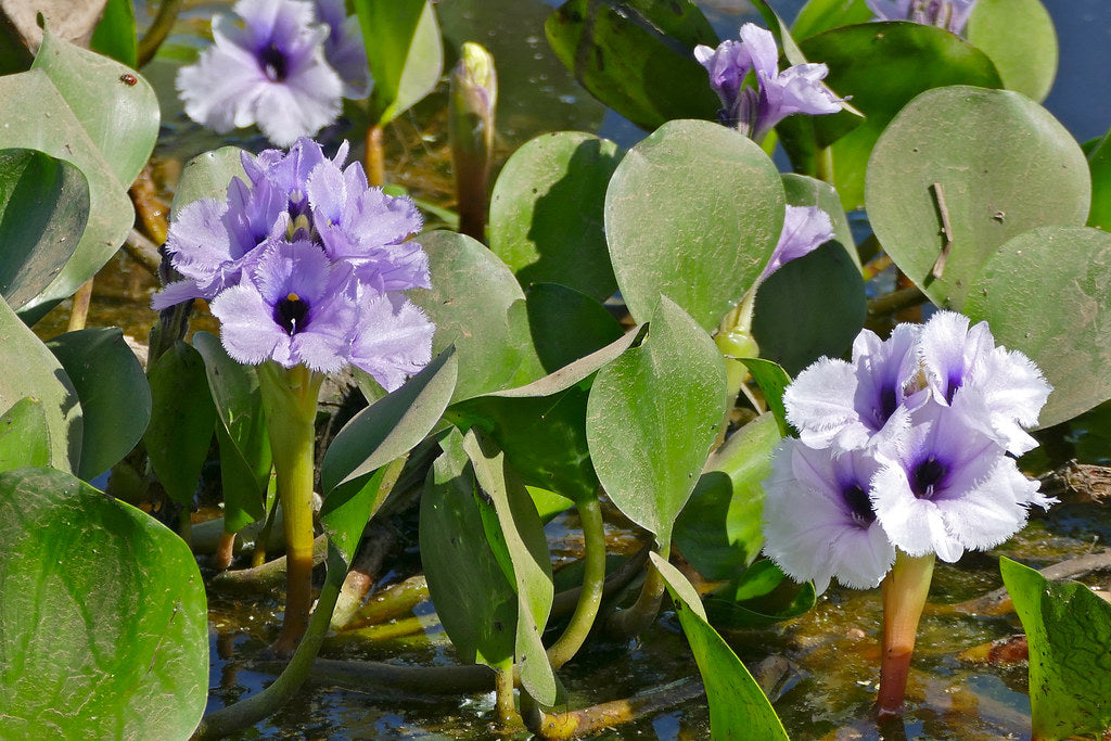 Azurea <br> Purple Water Callas - Pond Megastore
