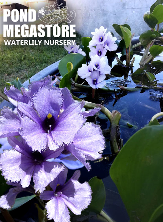 Azurea <br> Purple Water Callas - Pond Megastore
