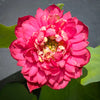 Beauty in Autumn Lotus<br>New For 2024!