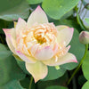 Beauty Zang Lotus<br>New For 2024!