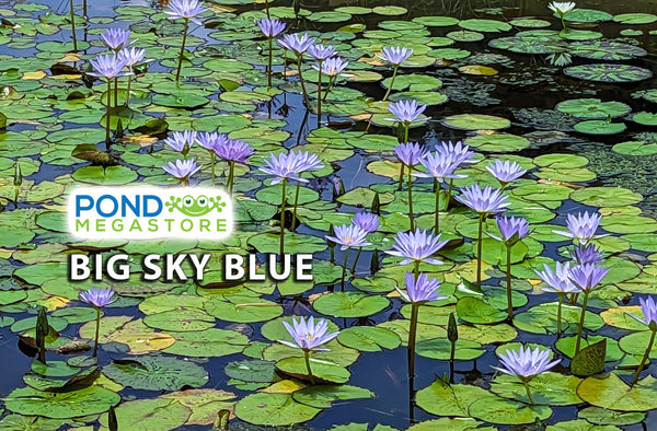 Big Sky Blue<br> Top 10 flowering waterlily! <br> THIS SHIPS IN SPRING & SUMMER
