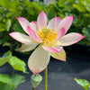 Blushing Fairy Lotus