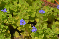 Blue Jenny! (Lemon Bacopa) <br> Blooms all summer if above water! Of - Pond Megastore