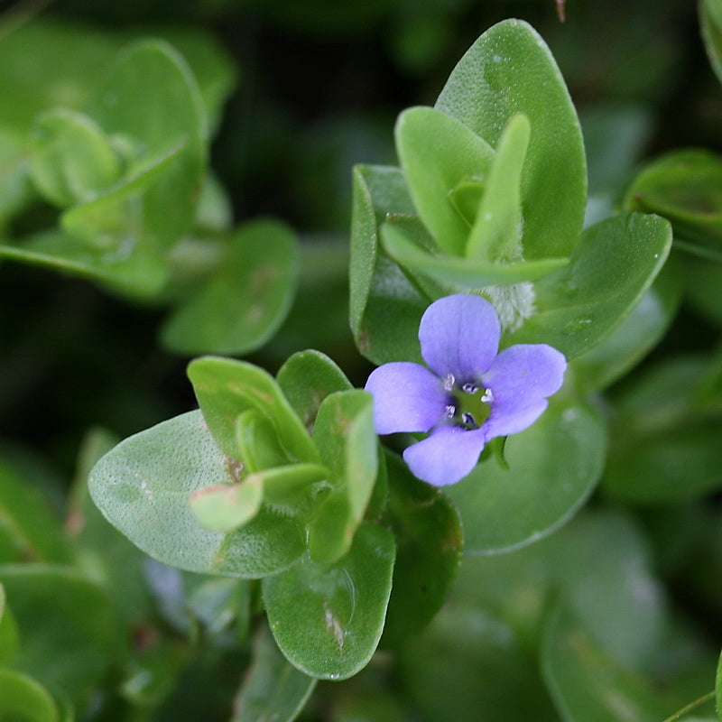 Blue Jenny! (Lemon Bacopa) <br> Blooms all summer if above water! Of - Pond Megastore