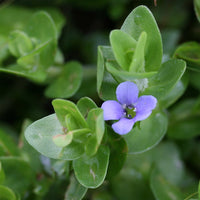Blue Jenny! (Lemon Bacopa) <br> Blooms all summer if above water! Of - Pond Megastore