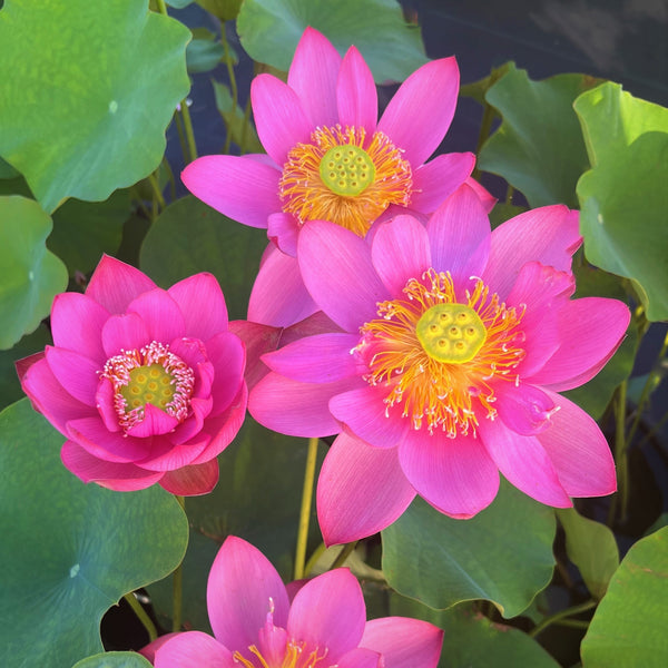 Beijing Temple Of Heaven Lotus<br> Bright with lots of Flowers!