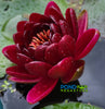 Black Princess Hardy Waterlily! <br>Darkest Red of them all!