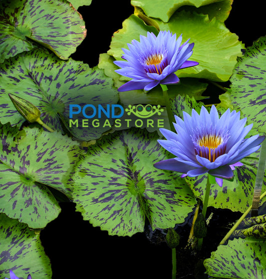 Blue Spider Annual Water Lily - Pond Megastore