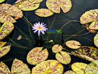 Blue Daisy Annual Water Lily