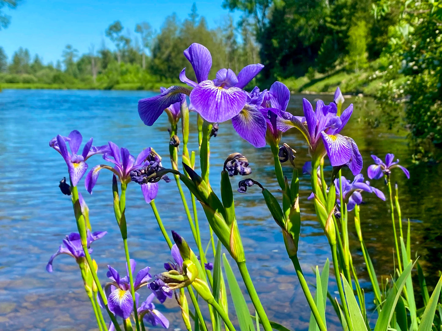 Blue Flag Iris, Native Pond Plants