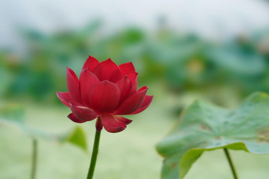 Ancient Capital Red Palace Lotus - Pond Megastore