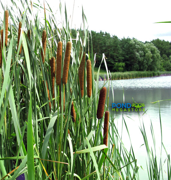 Graceful Cattail (typha)<br> 4-6' Tall Cat-O-Nine Tail