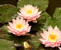 Citrus Twist Hardy Water Lily - Pond Megastore