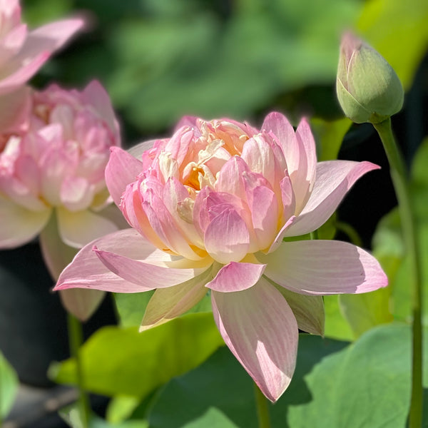 Colorful Glow Lotus  <br> Sweet, pink and cream colored blooms!