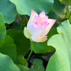 Colorful Jade Lotus