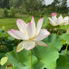Cranberry Kiss Lotus <br> Tall / Heavy Bloomer, Early Bloomer!