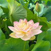 Delicate & Pretty Lotus