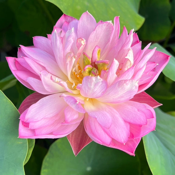 Double Rose Lotus