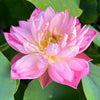 Double Rose Lotus