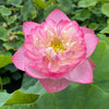 Princess Ellen Lotus<br>Pink blooms fit for a princess!