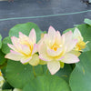 Evening Showers Lotus